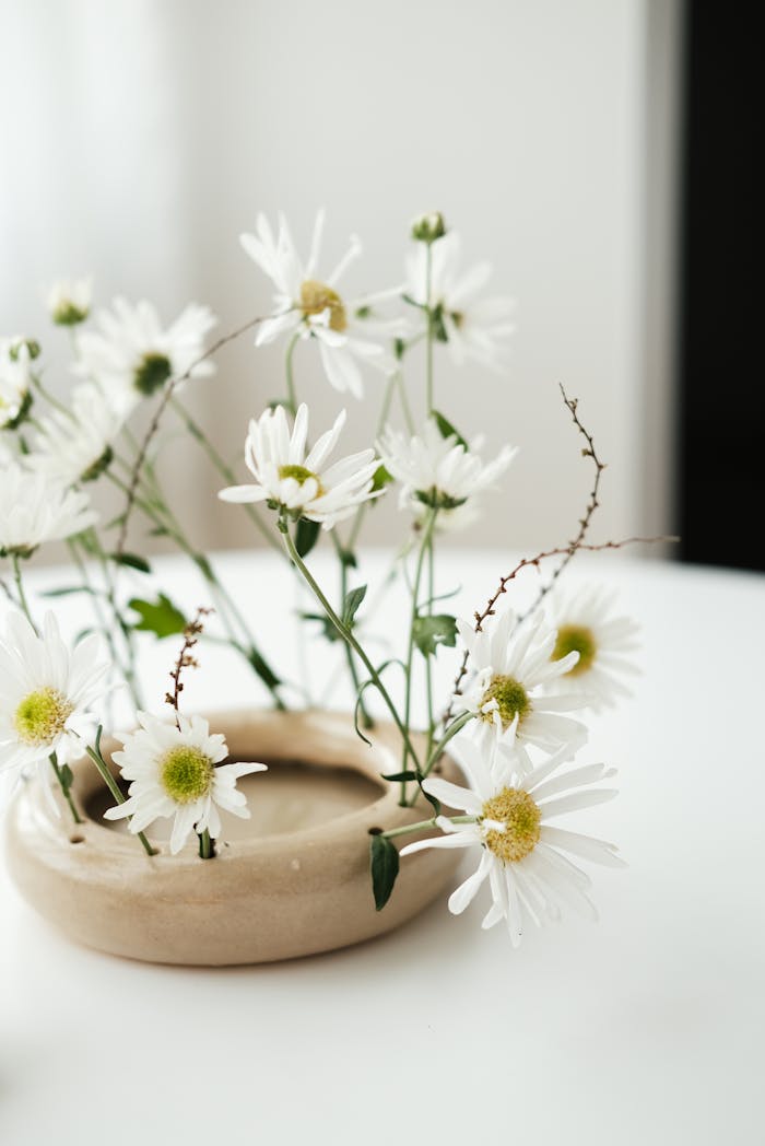 Elegant arrangement of Shasta daisies in a minimalist ceramic vase, perfect for adding a touch of nature indoors.